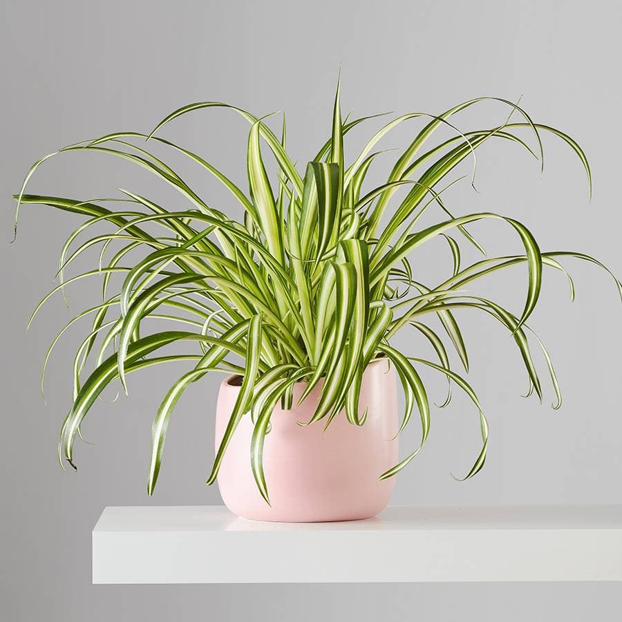 how to propagate a spider plant
