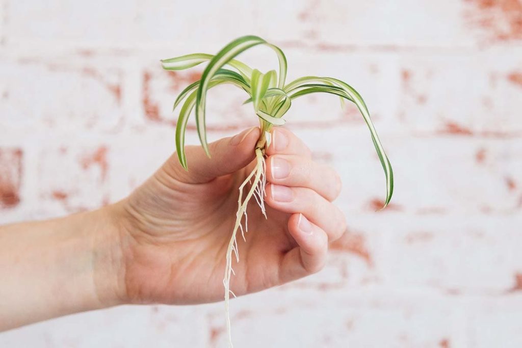 how to propagate a spider plant - root