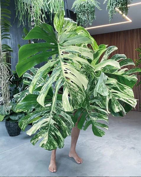 large rare plant monstera albo