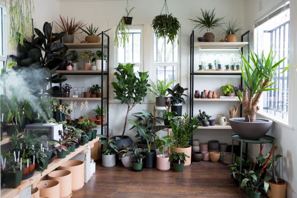 rare plant collection store