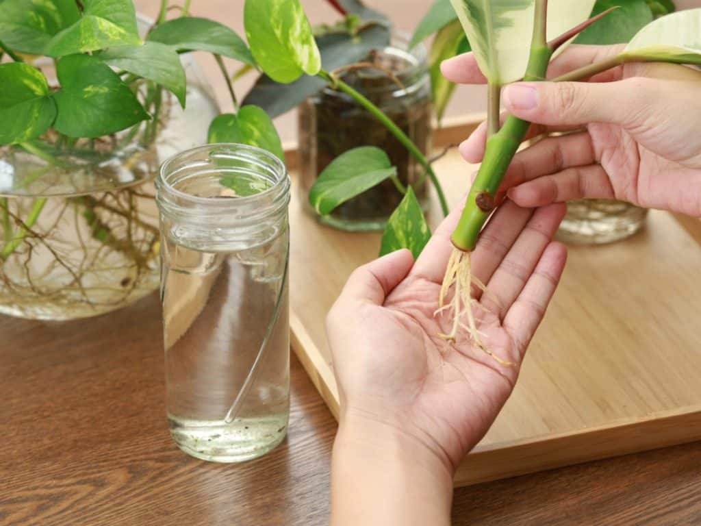 how to propagate - plants roots