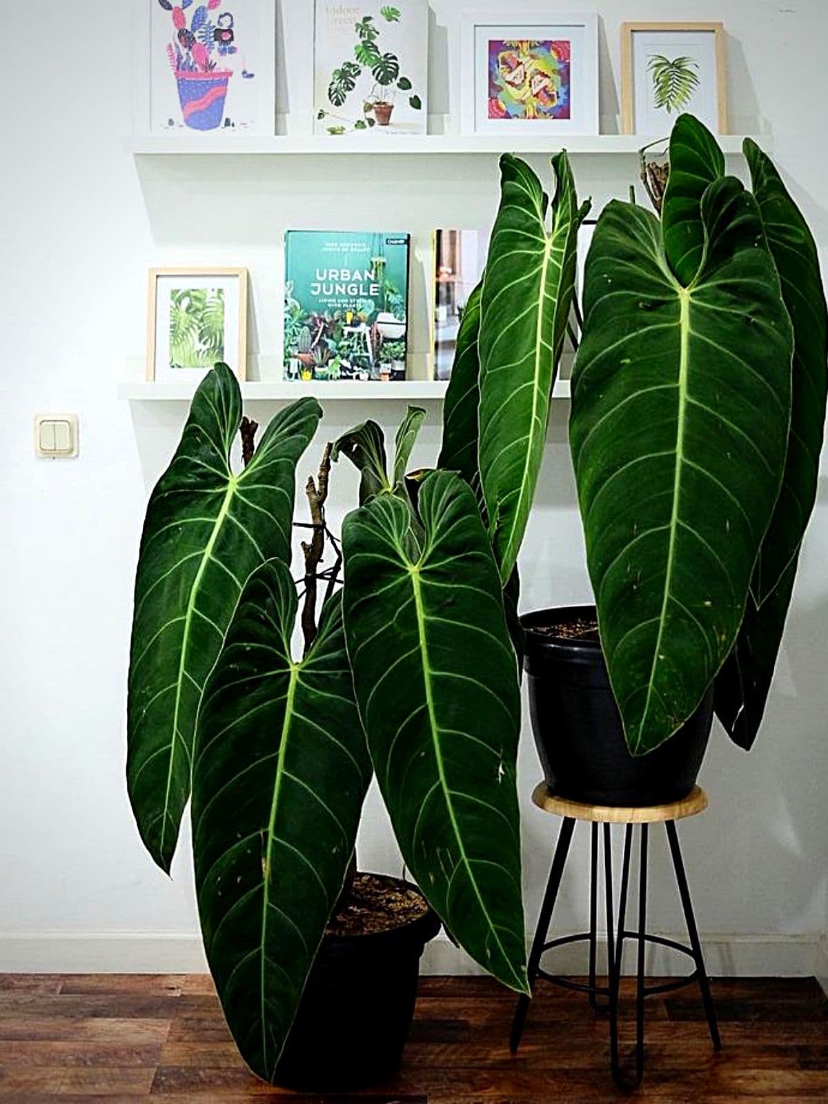 Rare Indoor Plants Uk